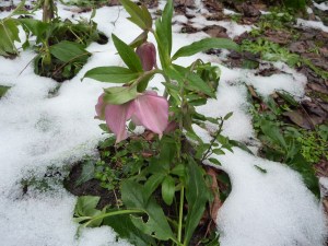 hellebores_Aulnay