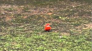 Oiseau_Dumont_Aulnay