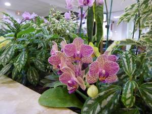 Orchidees_Centre_Administratif_Aulnay
