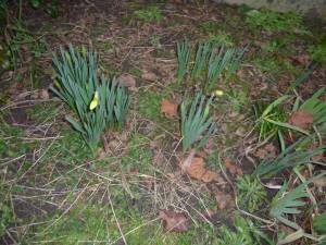 Printemps_Aulnay_Jardin