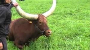 Zavatta_Animaux_Cornes