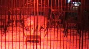 zavatta_lions_tigres