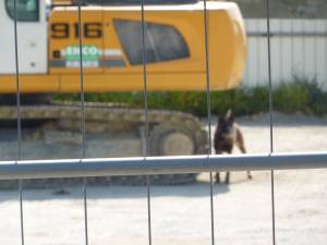 Amiane_Chien_Aulnay_CMMP