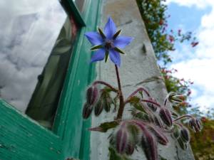 Aulnay_Fleur_Bourrache