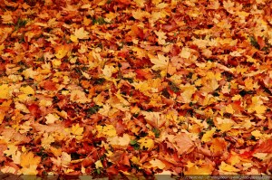 Automne au Bois de Vincennes