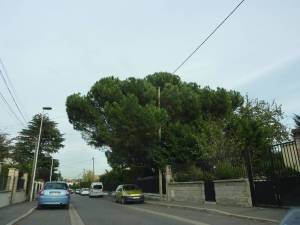 Arbre_Aulnay