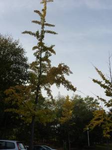 ginkos_biloba_Aulnay