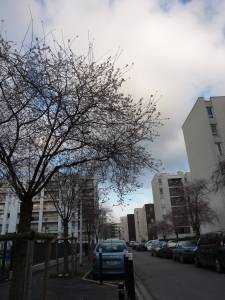 cerisiers_aulnay