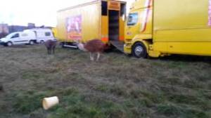 cirque_franco_belge_entrailles