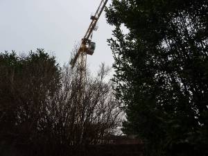 grue_novellus_aulnay