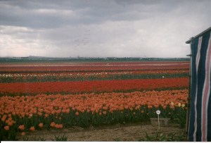 Tulipes_Aulnay