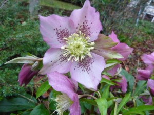 hellebore_aulnay