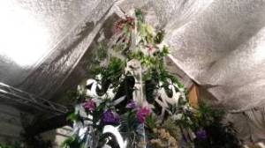 orchidees_passion_aulnay