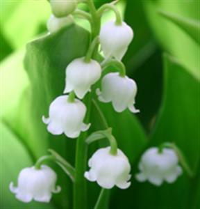 muguet