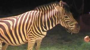 cirque_venise_animaux