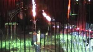 spectacle_fauves_cirque_venise