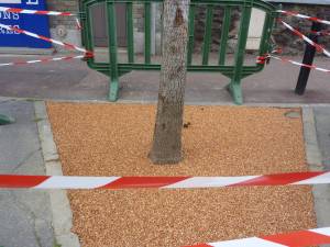 arbre_Anatole_France_Aulnay_2