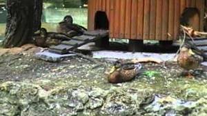 Parc_Gainville_Aulnay