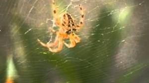 araignees_aulnay