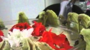 arbre_perruche_aulnay