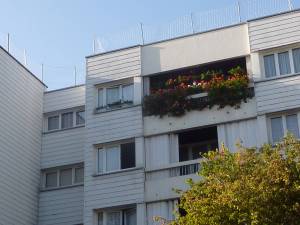 fleurs_aulnay