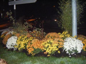 fleurs_schumann_aulnay