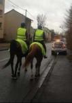 cheval_aulnay_police
