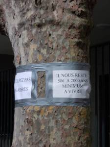 platanes_bondy_aulnau_1