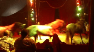 cirque_venise_animaux