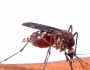 Un cas de dengue recensé à Aulnay-sous-Bois à cause du moustique tigre&nbsp;!