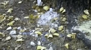 voiture_incendiee_aulnay