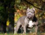 Un American Bully attaque et blesse un enfant de 2 ans quartier des Merisiers à Aulnay-sous-Bois