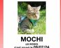 Chat perdu quartier de Nonneville à Aulnay-sous-Bois, saurez-vous trouver Mochi&nbsp;?