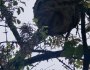 Enorme nid de frelons asiatiques quartier des Beaudottes à&nbsp;Sevran